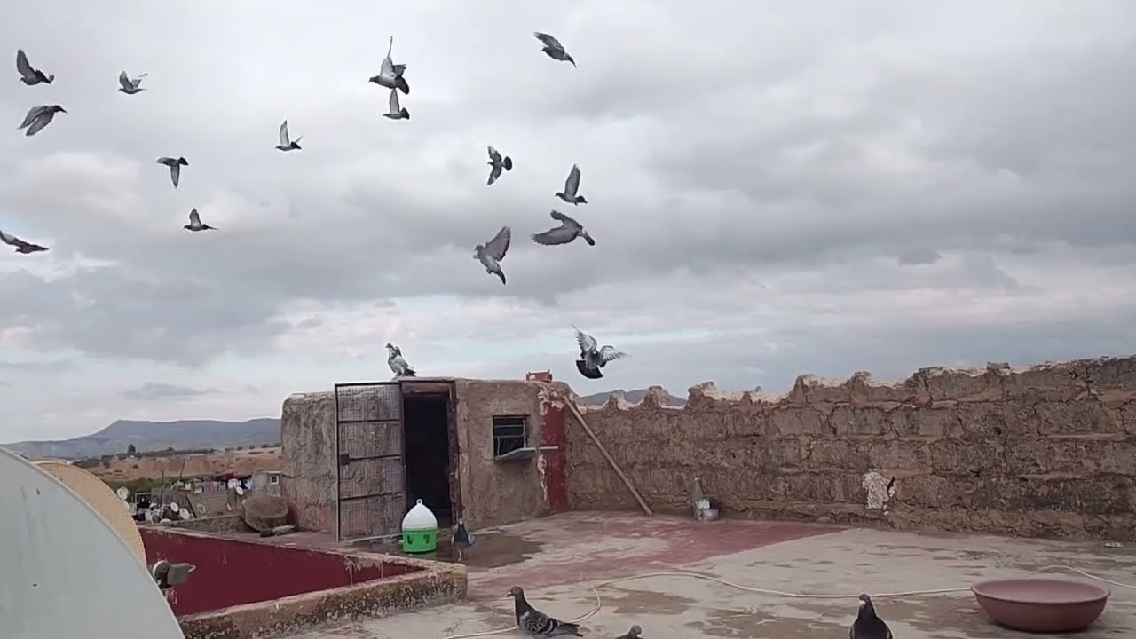 (2)أجيو تشوفو شكون رجع 🤔عطيت شيح والقرنفل في الما وطارو لينا لوليدات