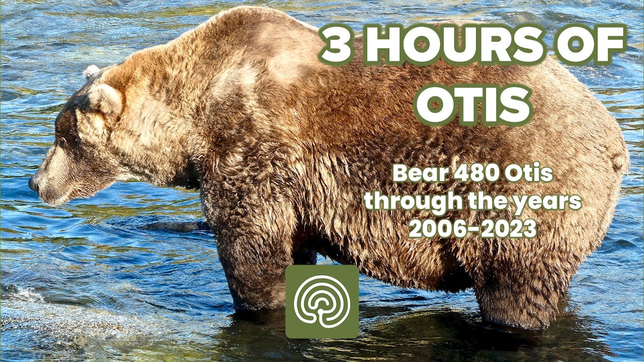 Over 3 Hours of Bear 480 Otis