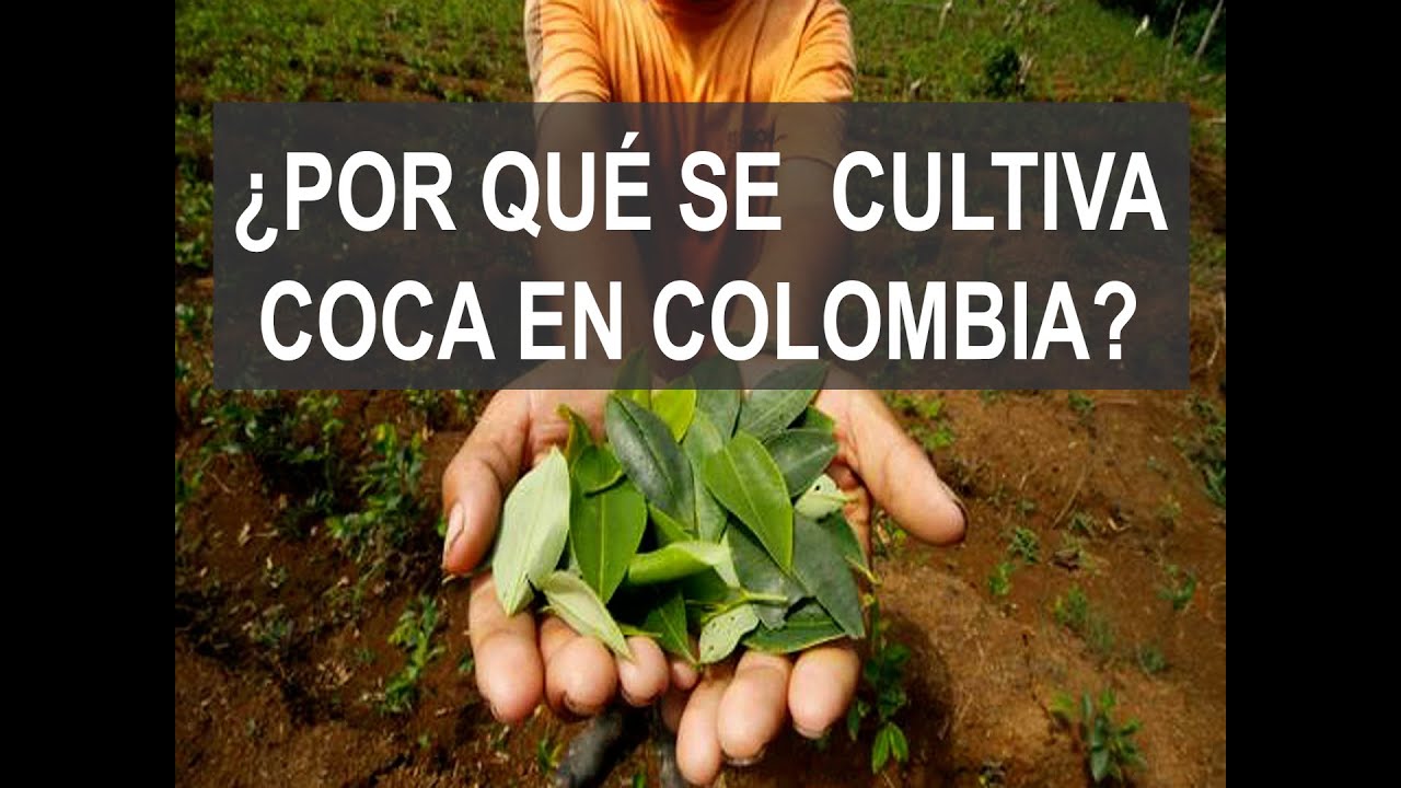 &iquest;Por qu&eacute; se CULTIVA  COCA  en Colombia?