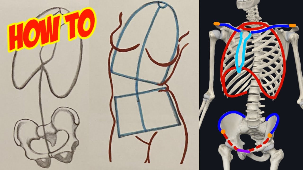 Figure Drawing: Bony Landmarks