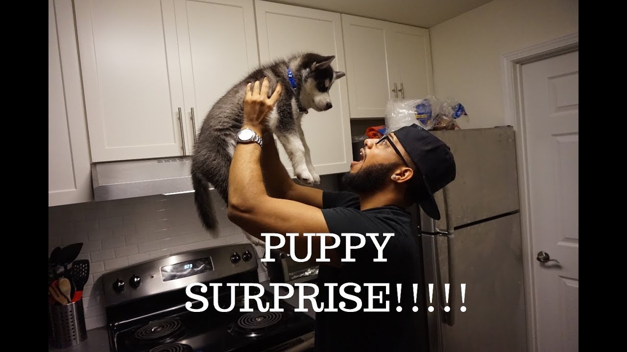 VLOG: SURPRISED MY BOYFRIEND WITH A HUSKY PUPPY! (shocked!)