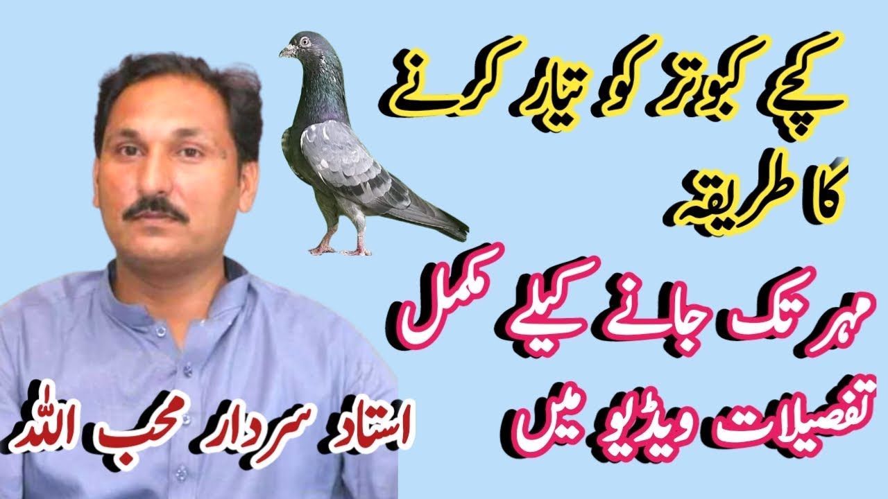 Kabutar Ko Mukamal Tayar Karny Ka Tarika || Kachy Kabutar Ko Bazi ma Urany Ka Tarika