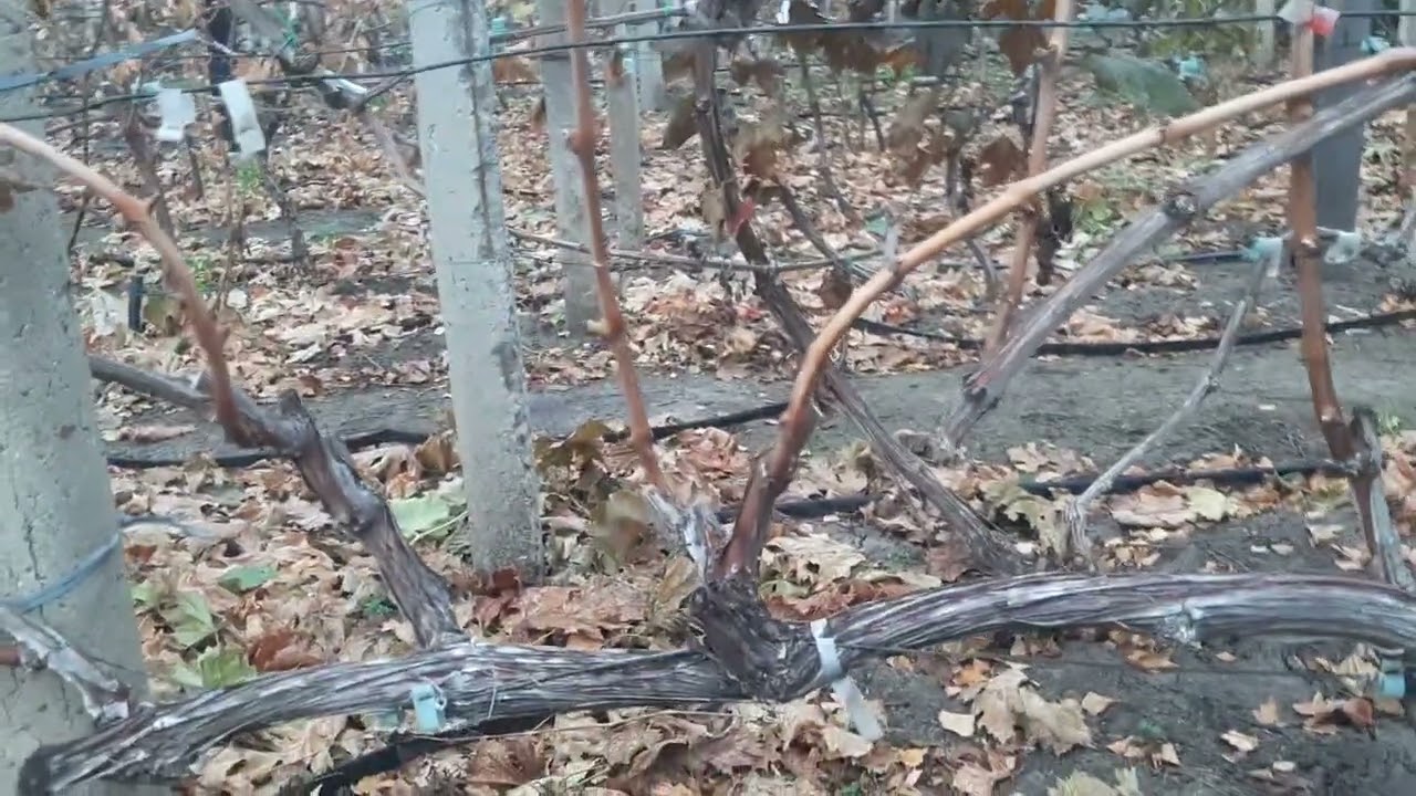 Обрезка на длинную плодовую лозу.