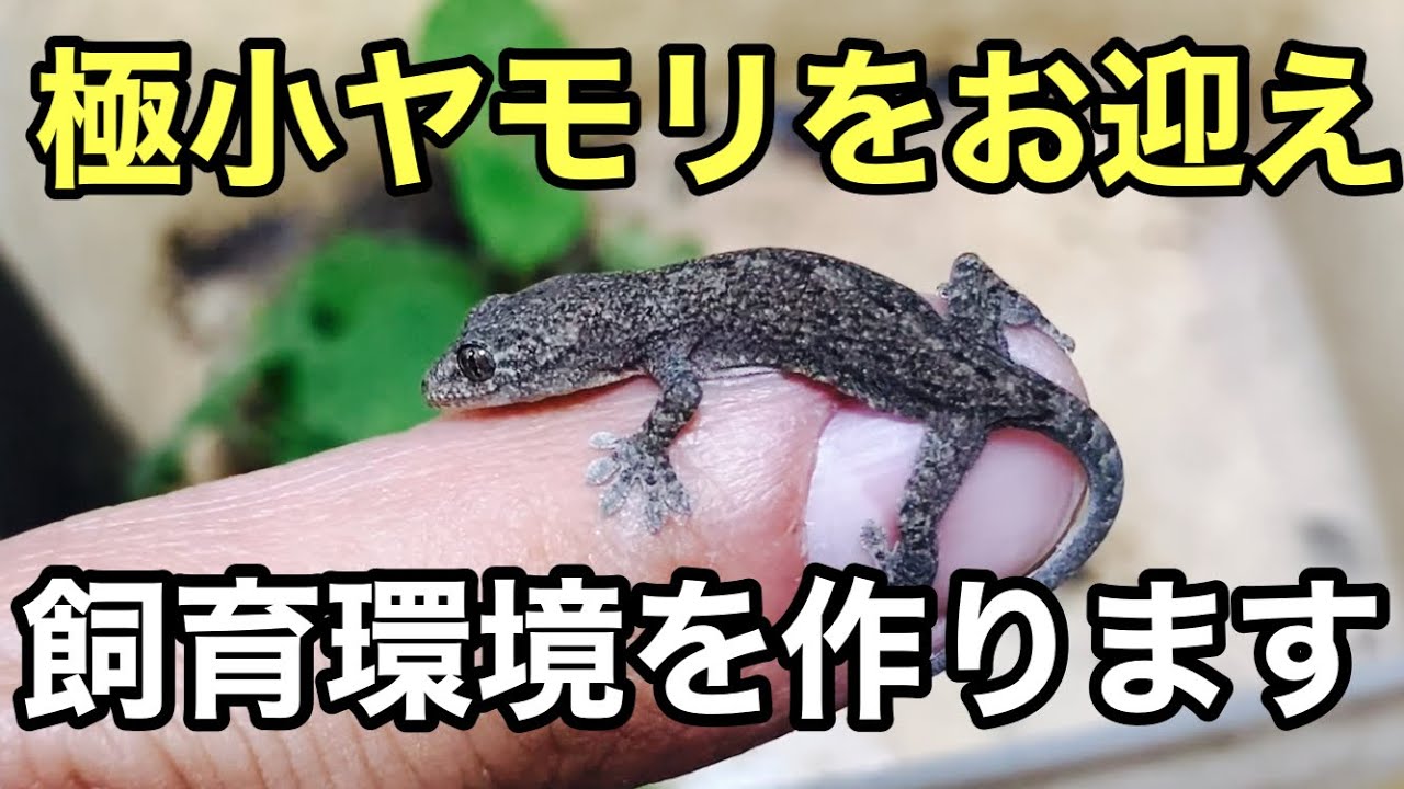 極小ヤモリをお迎えしました【爬虫類】飼育環境を作ります。ニホンヤモリ　Japanese gecko