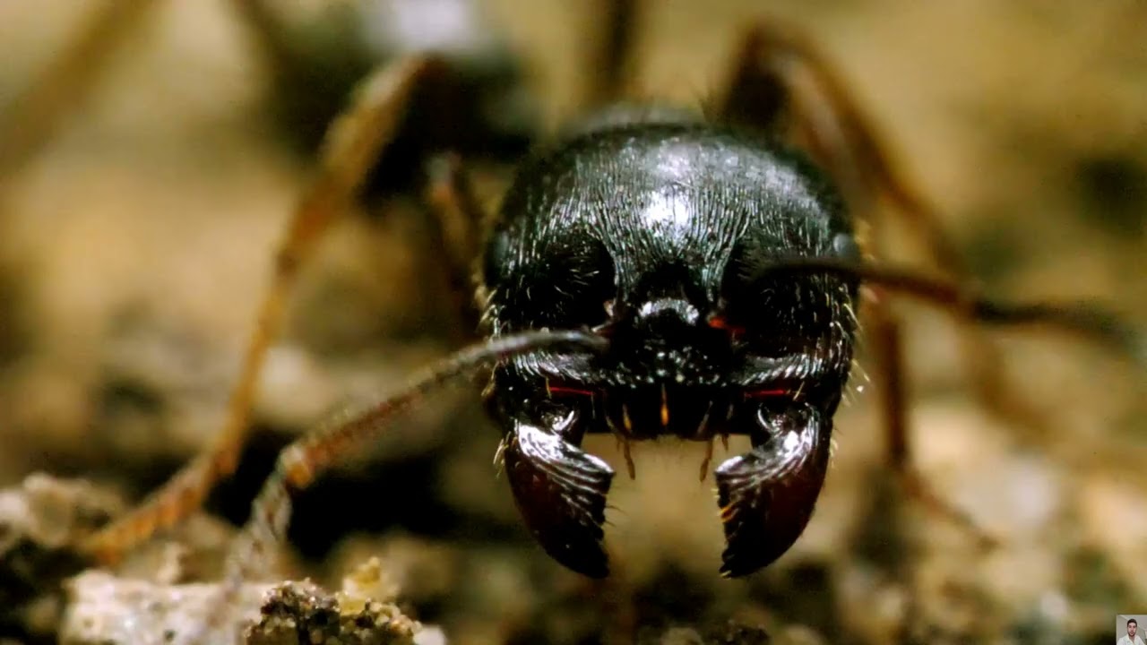ANTS, THEIR CHARACTERISTICS (DOCUMENTARY)