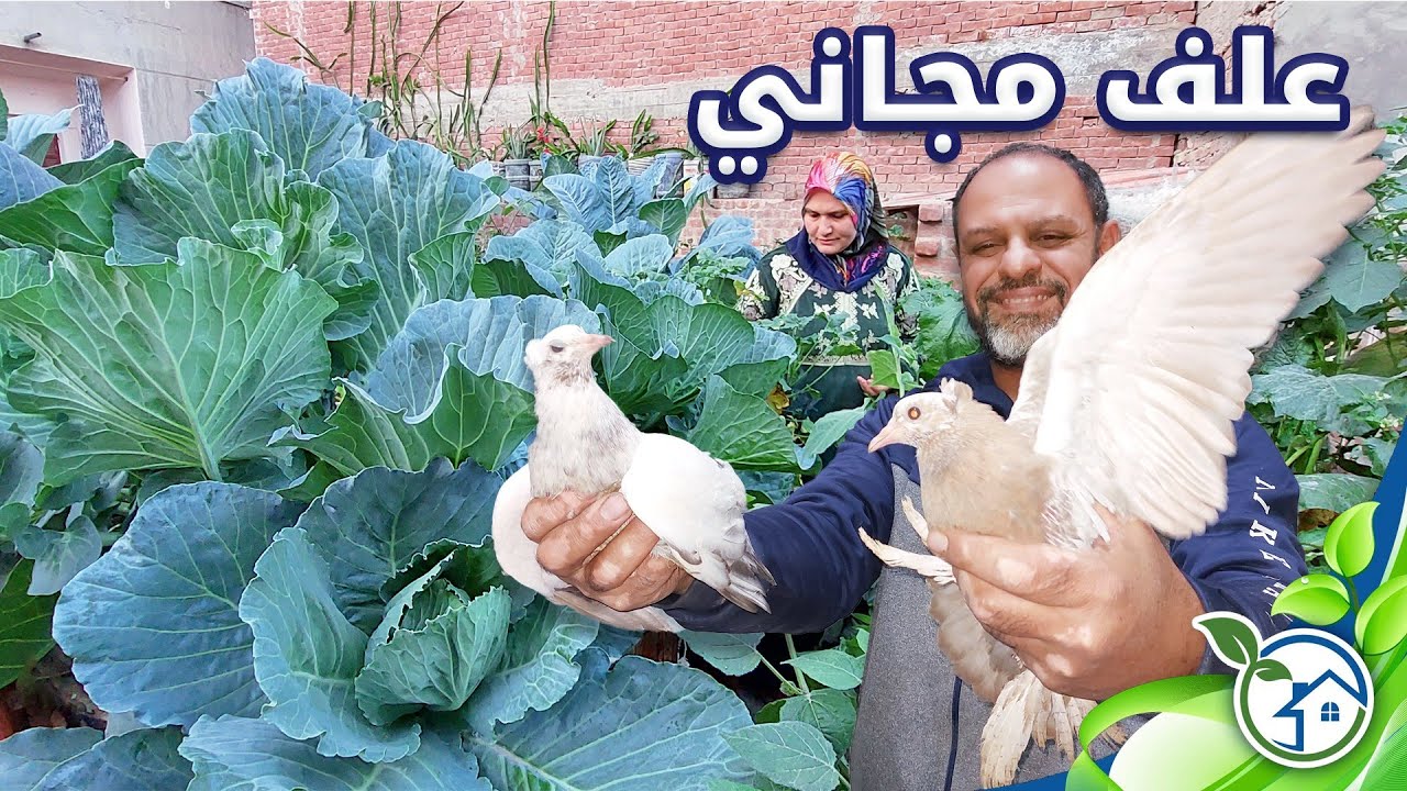 قطف زغاليل الحمام وافضل خلطة علف للدواجن لزيادة البيض واللحم الممتاز ورفع مناعة الدواجن