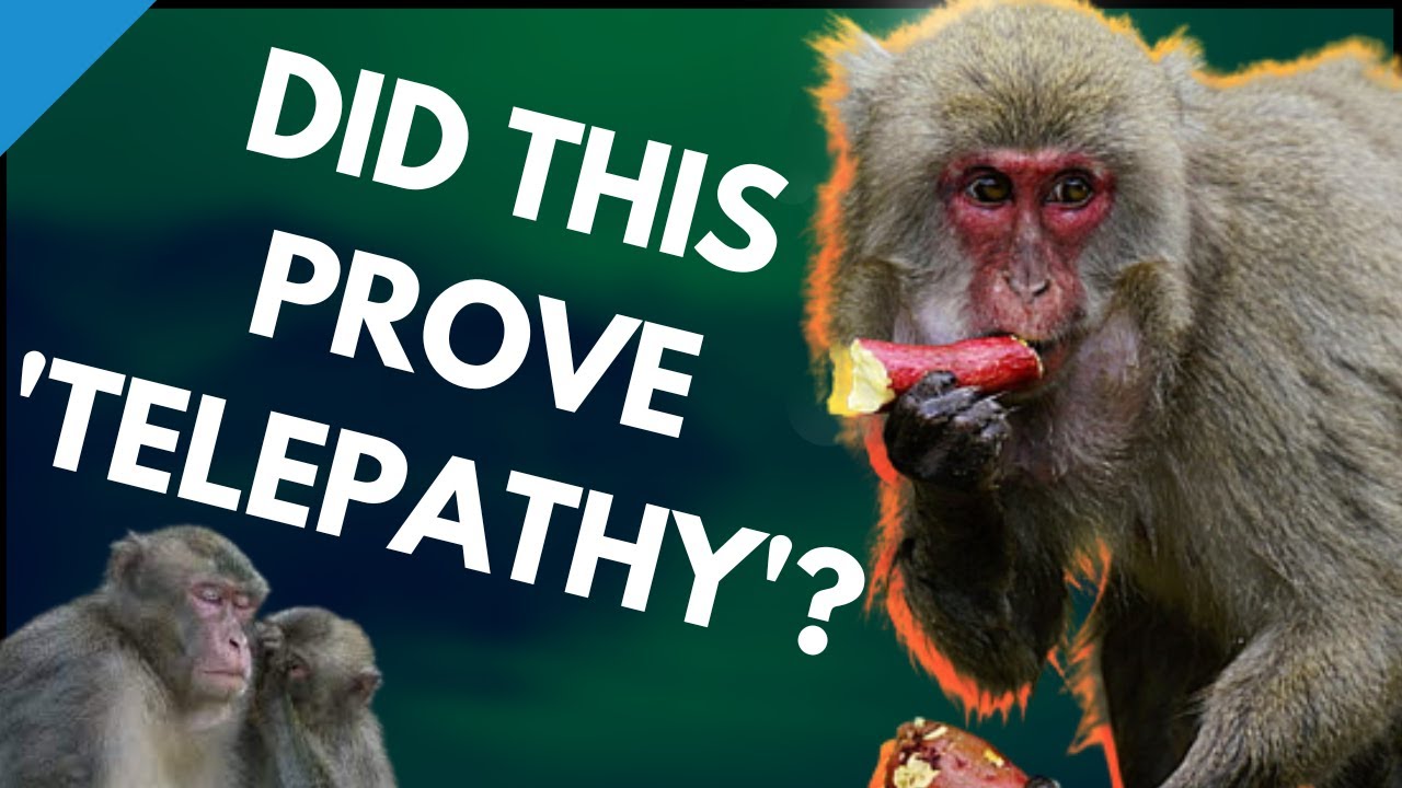 100th Monkey Effect - Strange Experiment Confirms Group Conciousness