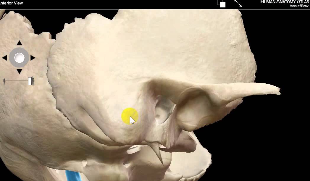 MASTOID ANTRUM BY DR SAMEH GHAZY