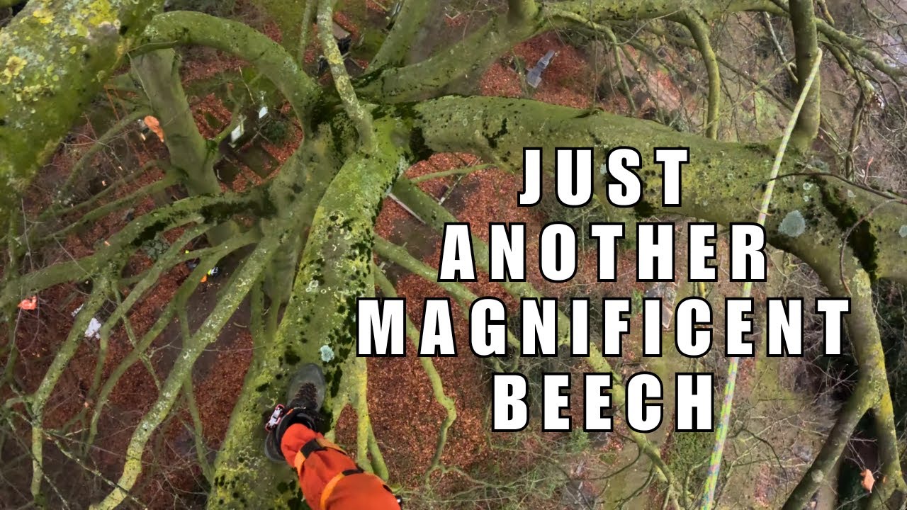 Climbing just another magnificent big Beech. SRT climbing with redirects