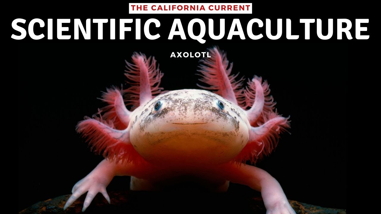 Aquaculture for Science Axolotl Biology Research