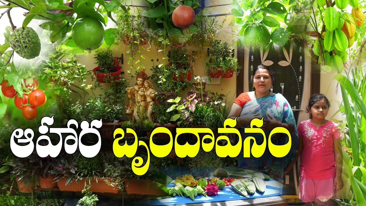 మేడపై ఆహార వనం - ఆహ్లాద వాతావరణం || Terrace Garden as food park || Mamatha