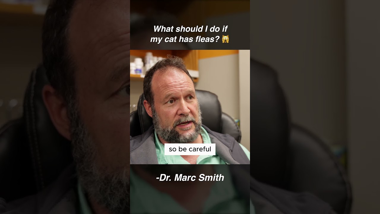 How to Get Rid of Cat Fleas | Advice from Marc Smith, DVM, MS