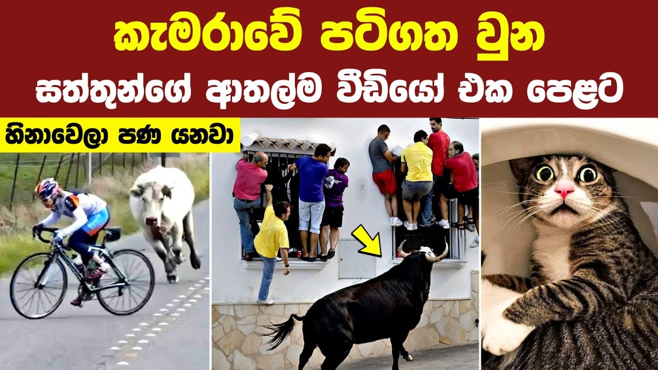 බඩපැලෙන්න හිනායන සත්තුන්ගේ ආතල්ම හැසිරීම් 50ක් | 50 Of The Funniest Animals Moments Caught On Camera