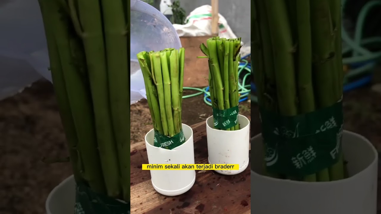 Kenapa harus pakai teknik stek air atau propagasi?! #tanduria #gardeningtips