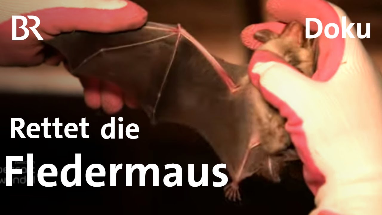 Tierschützer zählen Fledermäuse in Hausdach und Wald | Zwischen Spessart und Karwendel | Doku | BR