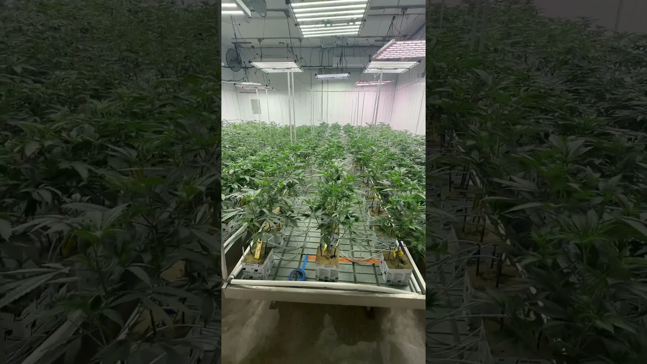 Canopy maximization ￼