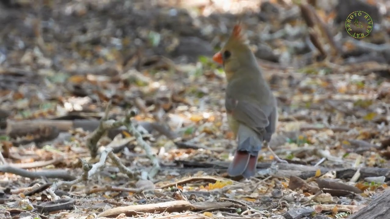 Northern Cardinal Male and Female