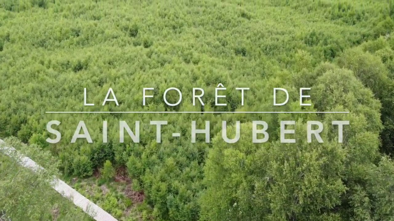 Nos territoires vous parlent - La forêt de Saint-Hubert