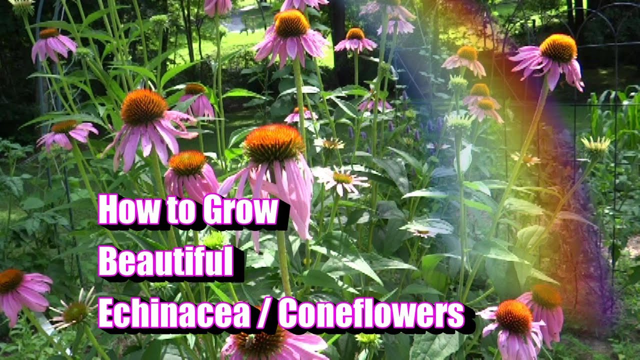 How to Grow Beautiful Echinacea / Coneflowers