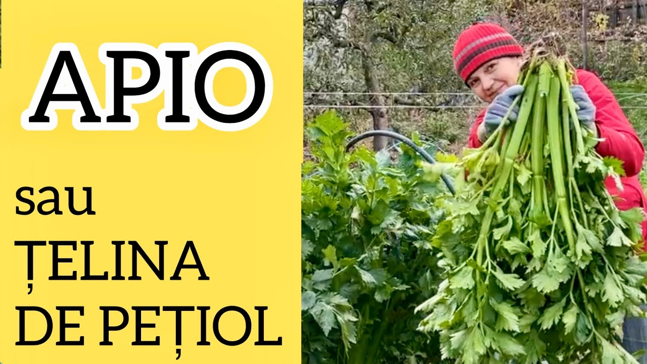 Cum sa cultivi telina de petiol, APIO in gradina ta BIO🌱🌱🌱 #apio #telinadepetiol #gradinabio