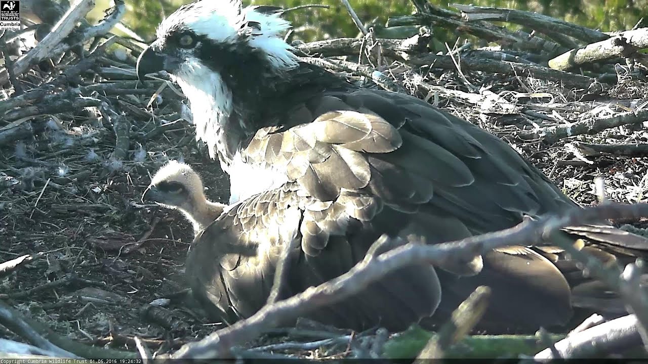 Osprey nest webcam Foulshaw Moss Nature Reserve - highlights 7th June 2016