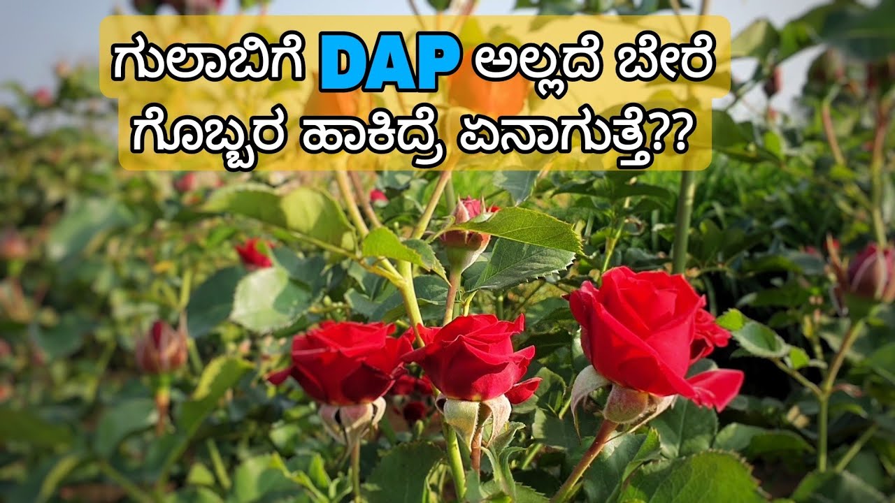 Rose Integrated Nutrient Management | ಗುಲಾಬಿ ಸಮಗ್ರ ಪೋಷಕಾಂಶ ನಿರ್ವಹಣೆ | Detailed video |