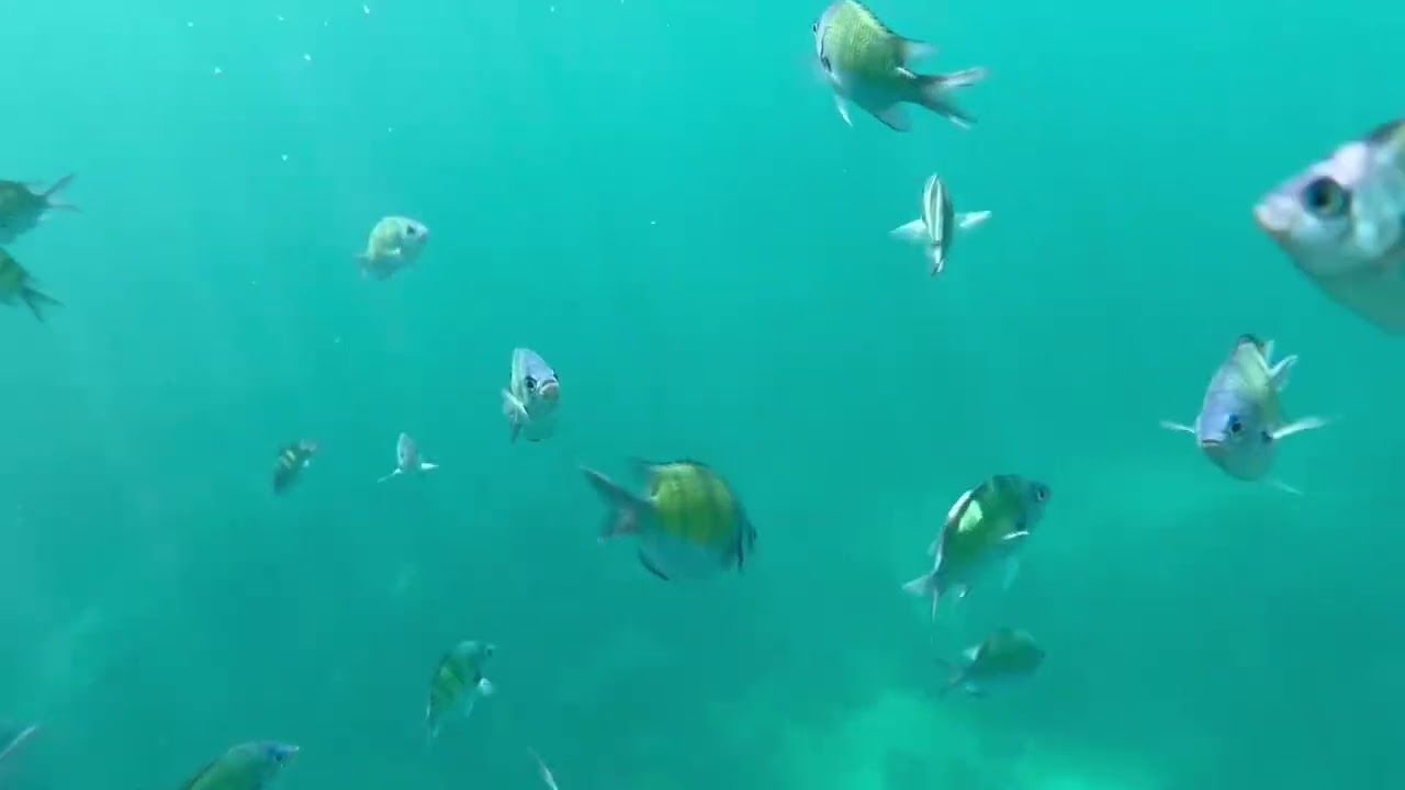 Exploring Underwater, Phuket, Thailand, Vietnam Tour Fun from Theresa K. 🇹🇭