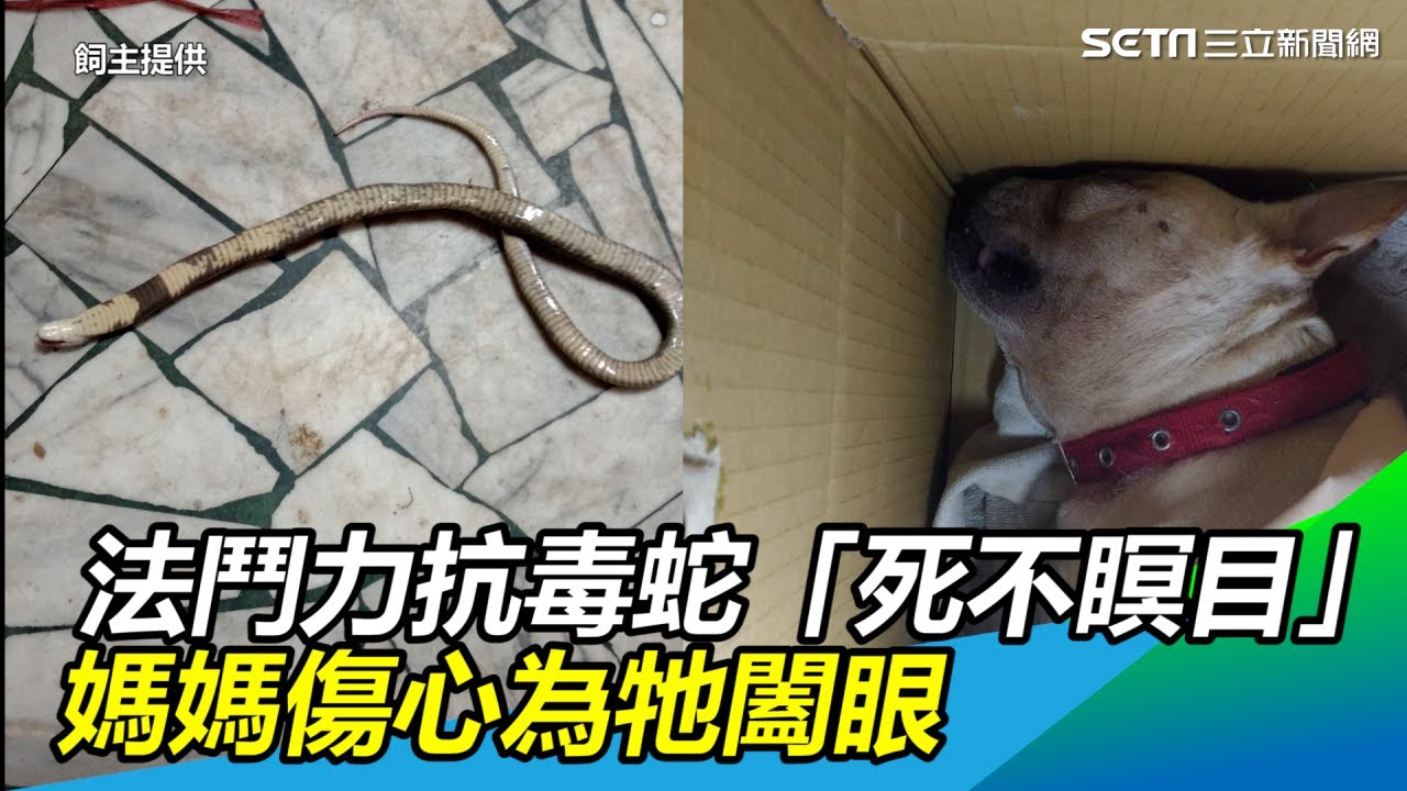 法鬥力抗毒蛇「死不瞑目」　媽媽傷心為牠闔眼｜三立新聞網SETN.com