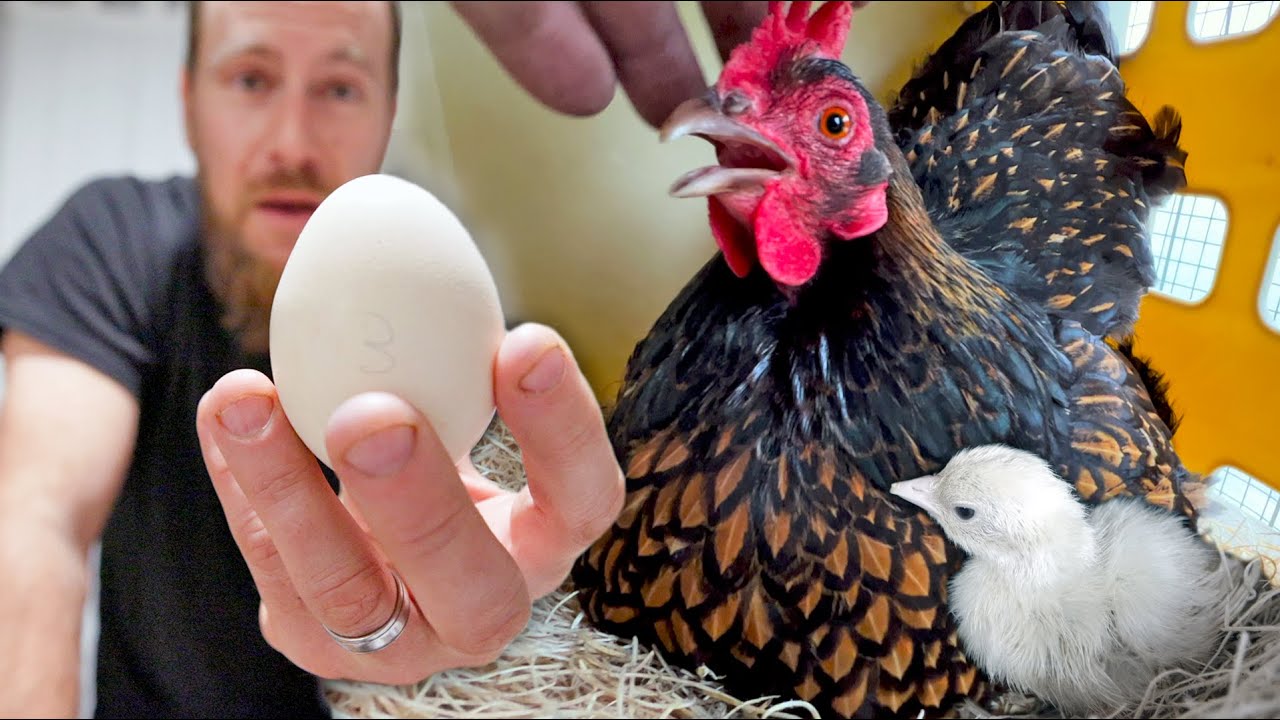 ¡Engañamos a nuestras gallinas para que incubaran los más RAROS pichones de pavos reales!