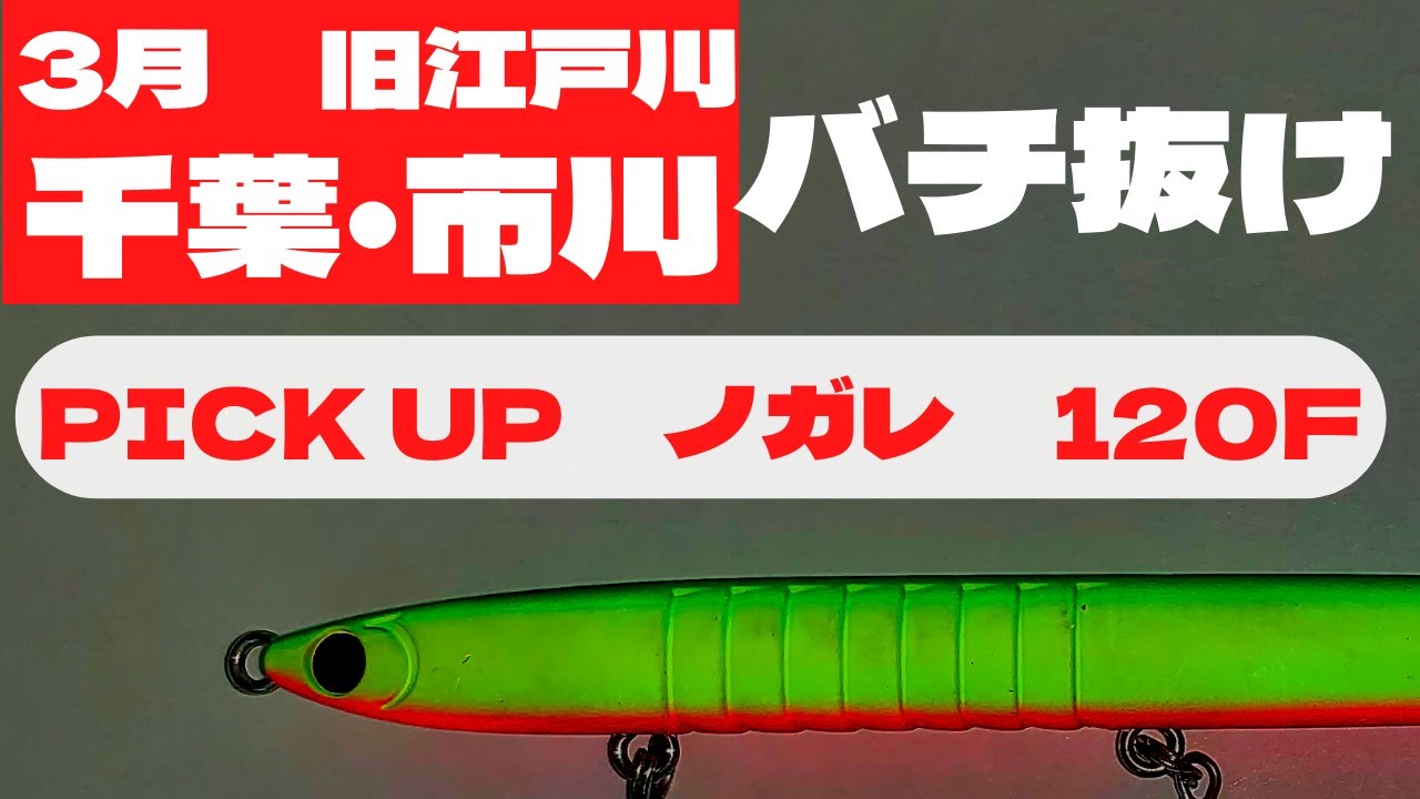 【旧江戸川】3月シーバス　バチ抜け　市川　ノガレ120F