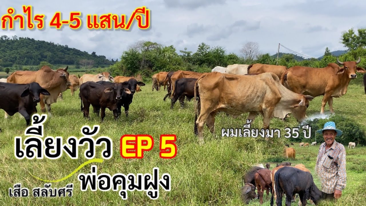เลี้ยงวัวแบบพ่อคุมฝูง 50-60 ตัว แบบประหยัดต้นทุน มีแต่กำไร จากผู้มีประสบการณ์ 35 ปี #เลี้ยงวัวต้นน้ำ