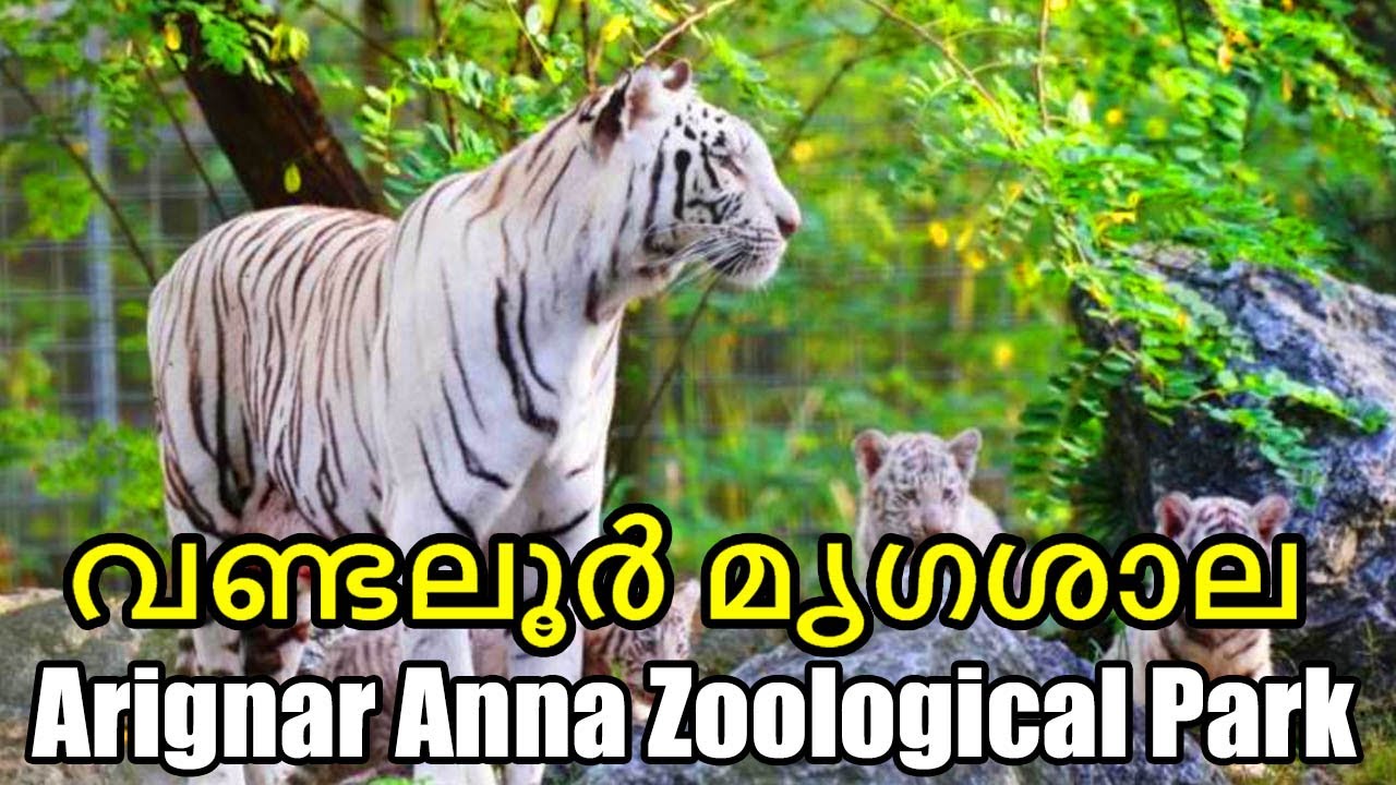 തമിഴ്നാട്ടിലെ ഏറ്റവും വലിയ മൃഗശാല    | Vandalur zoo  |Arignar Anna Zoological Park |