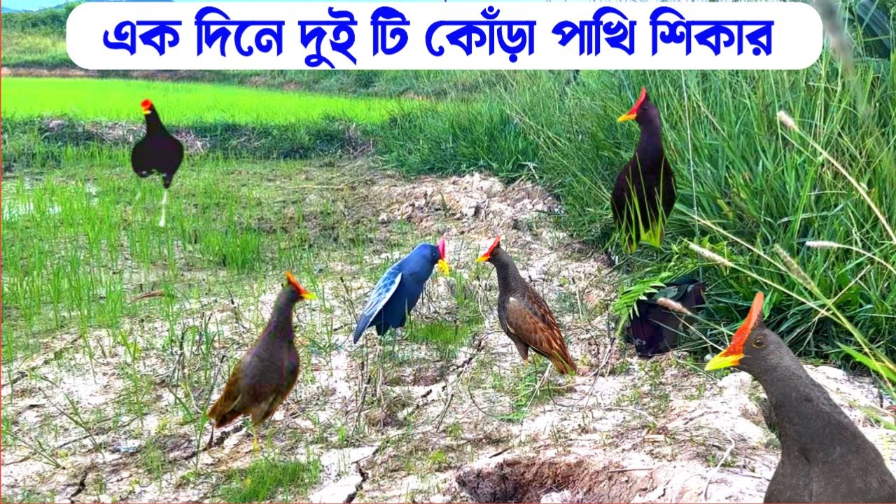 কিভাবে কোঁড়া পাখি শিকার করা যায় | কিভাবে কোঁড়া পাখি ধরা যায় | কোঁড়া পাখি শিকার |