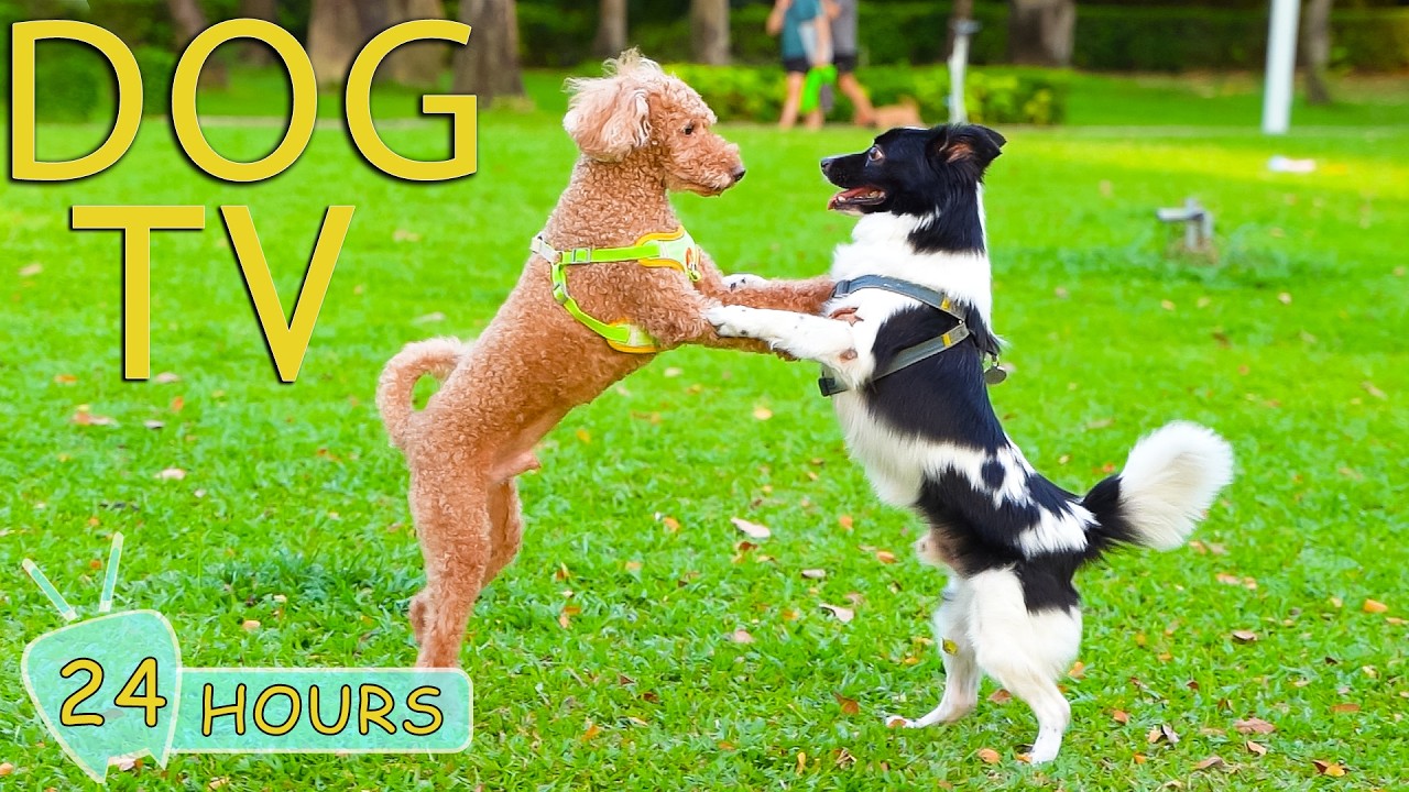DOG TV: Videos Entertain & Relax for Dogs Home Alone All Day with Anti-Stress Music - Music for Dogs