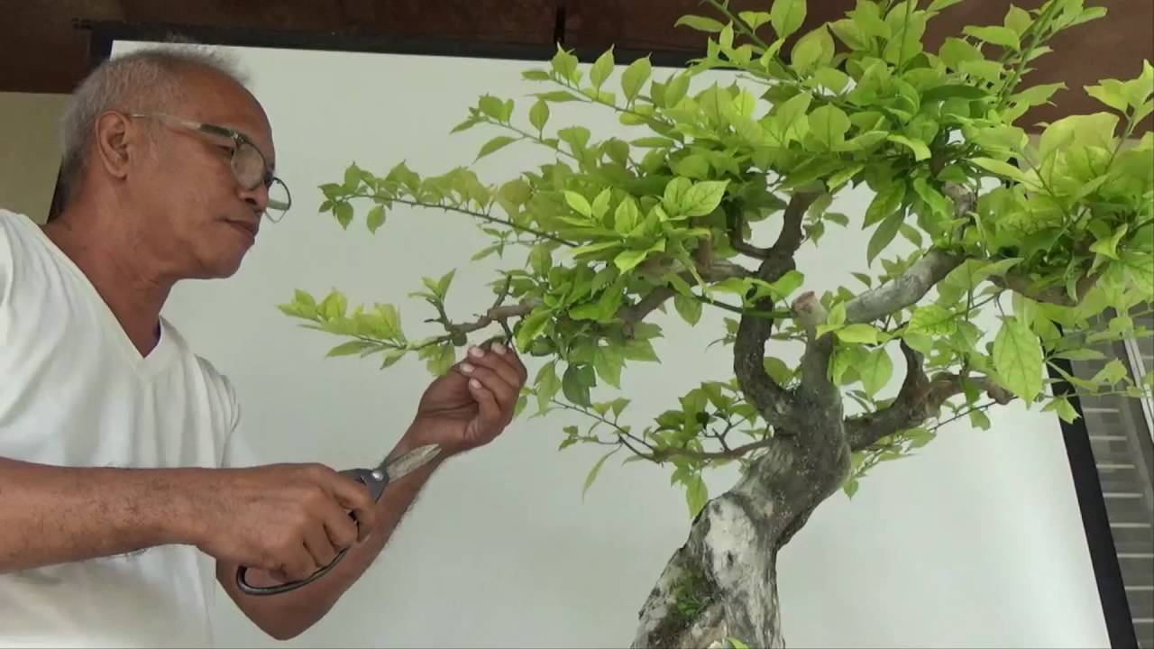 Bonsai Tutorials for Beginners: How to Select Branches for Development