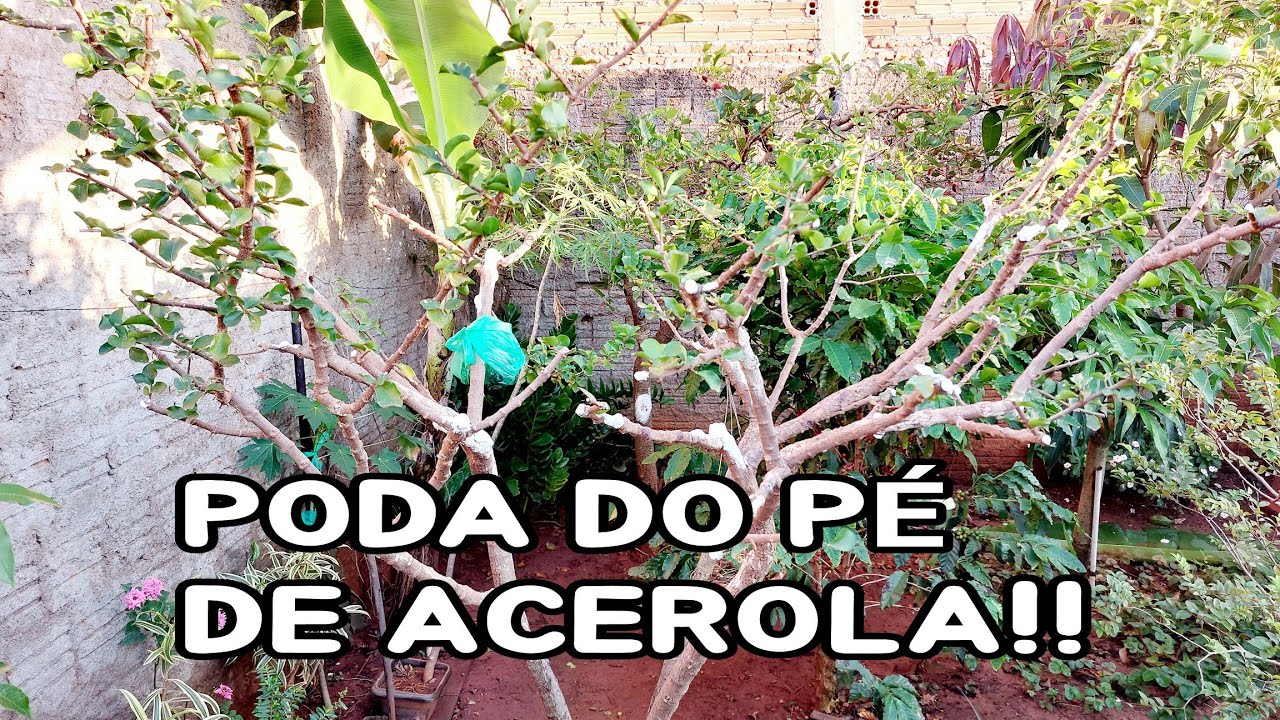 PODA DE LIMPEZA UM POUCO MAIS RADICAL PARA RENOVAR O PÉ DE ACEROLA | COMPLETO!!