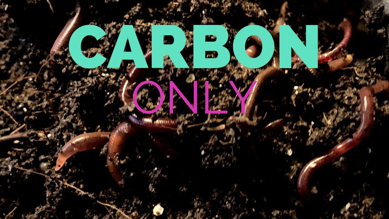 Can Worms Survive on Bedding or Carbon ONLY?  Update + Cocoon Bin