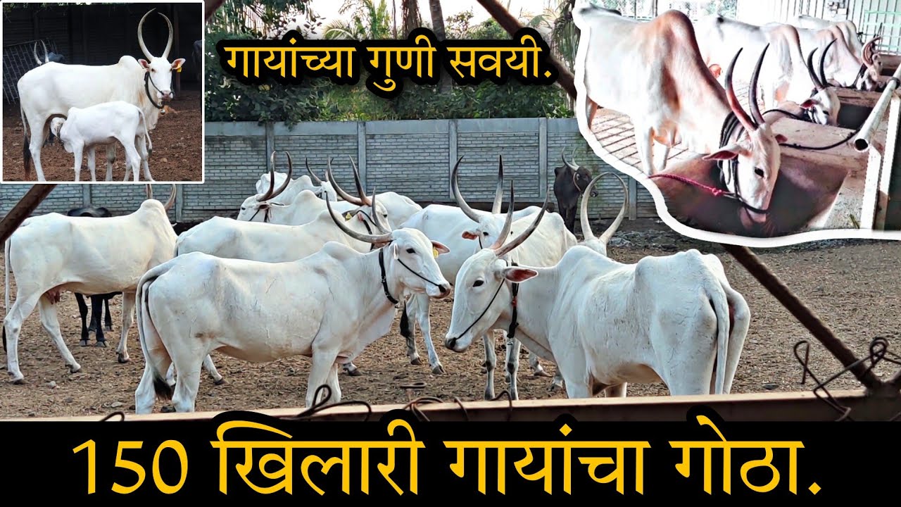 150 खिल्लार गायांचा गोठा | नियोजन पद्धती | महाराष्ट्राची शान खिल्लार गाय
