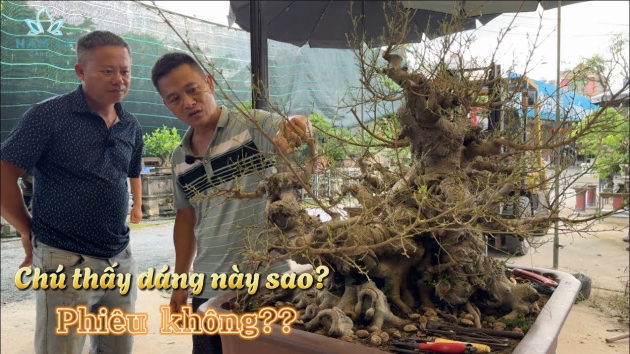 Namle bonsai | Vẫn là định hình cây nhiều thân của em Thành Quán Toan nhưng mà dáng này nó phiêu!