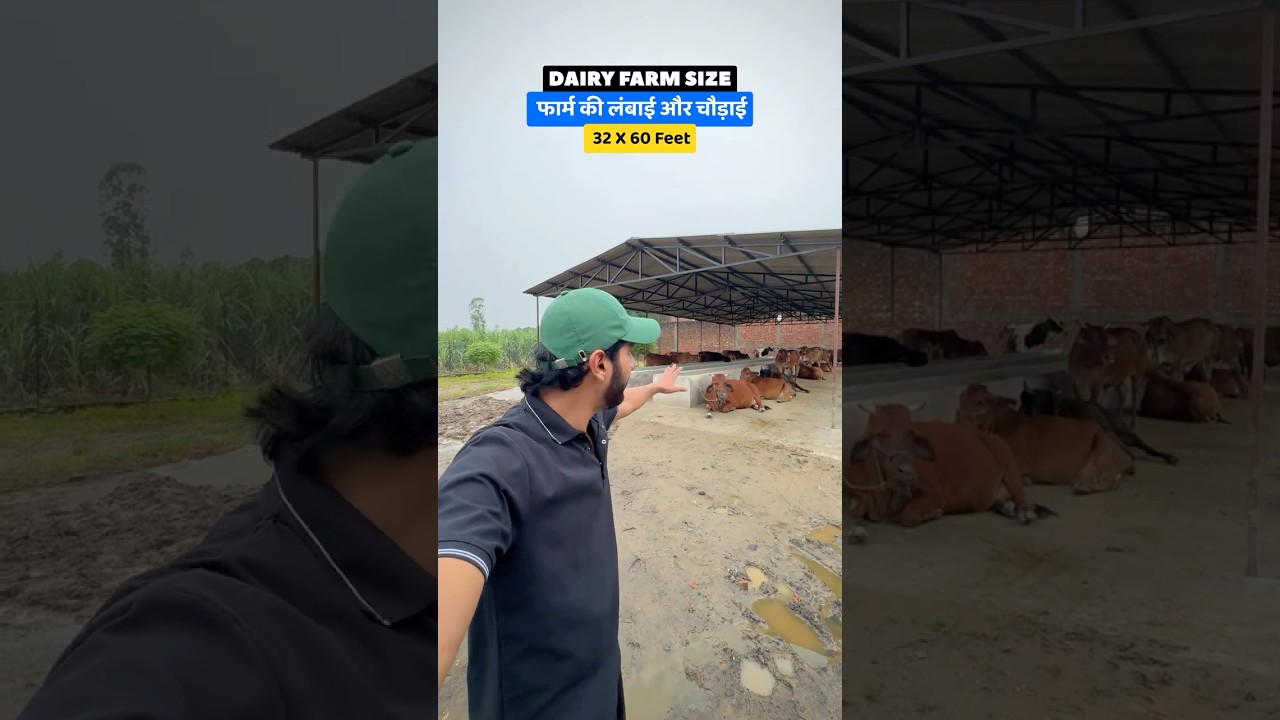 Dairy Farm Making Shed Size and Details