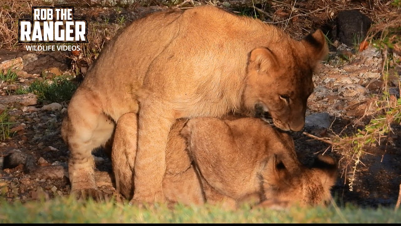 Lion Cubs Try To Find The Pride!! | Lalashe Mara Ripoi Safari