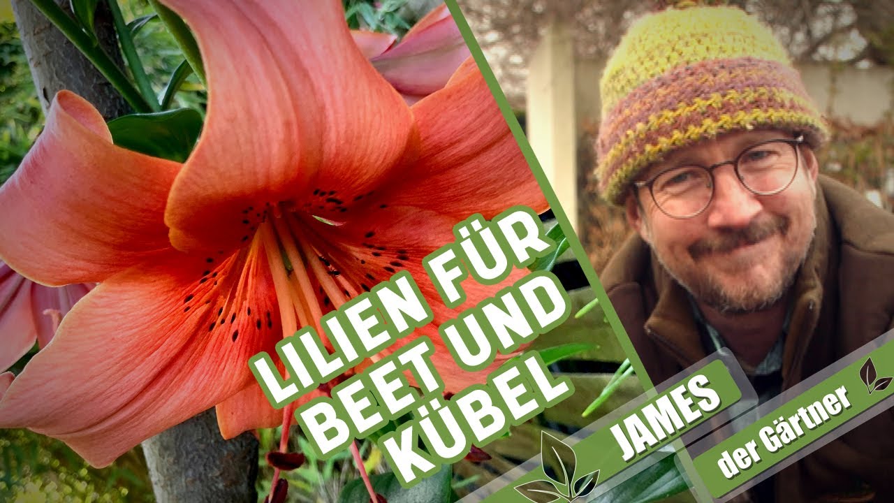 Lilienzwiebeln pflanzen und pflegen – ganz einfach! | James der Gärtner