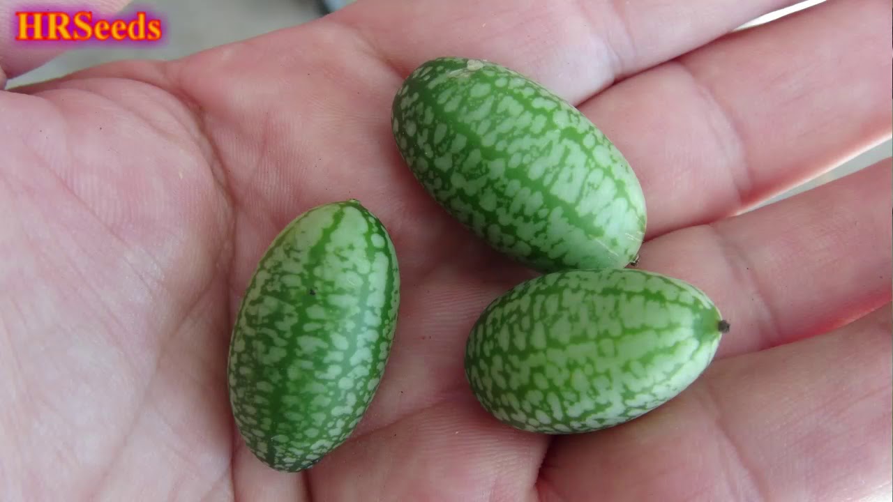 What vegetables should you grow in a SHTF survival bugout scenario