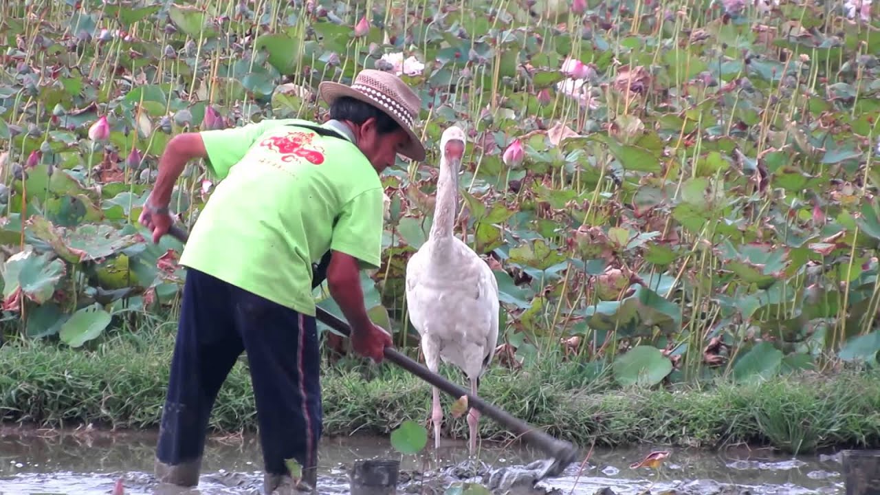 西伯利亞小白鶴與農夫黃阿伯的互動時刻 ( A Siberian White Crane... )