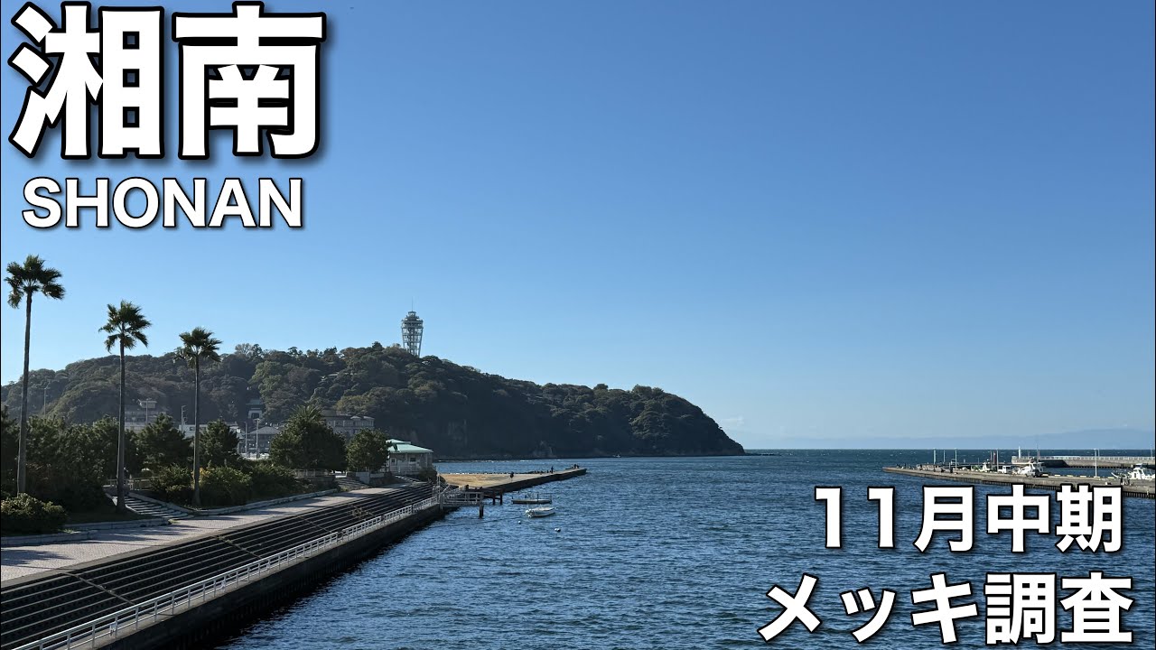 湘南メッキ調査【11月中旬】