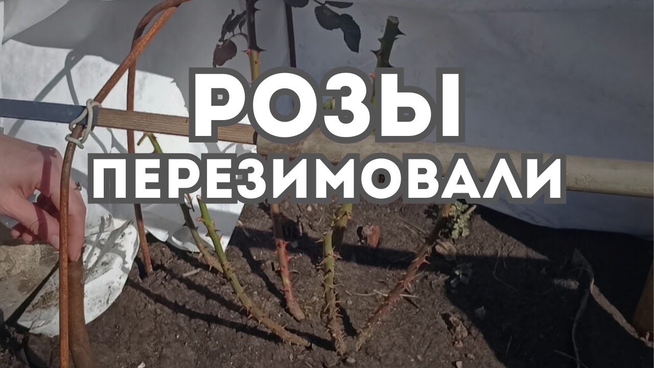 ВЫЧЕСЫВАЕМ ГАЗОН ДЛЯ БЫСТРОГО РОСТА, ИЗМЕЛЬЧАЕМ ВЕТКИ НА МУЛЬЧУ, РОЗЫ ПЕРЕЗИМОВАЛИ#сад, 