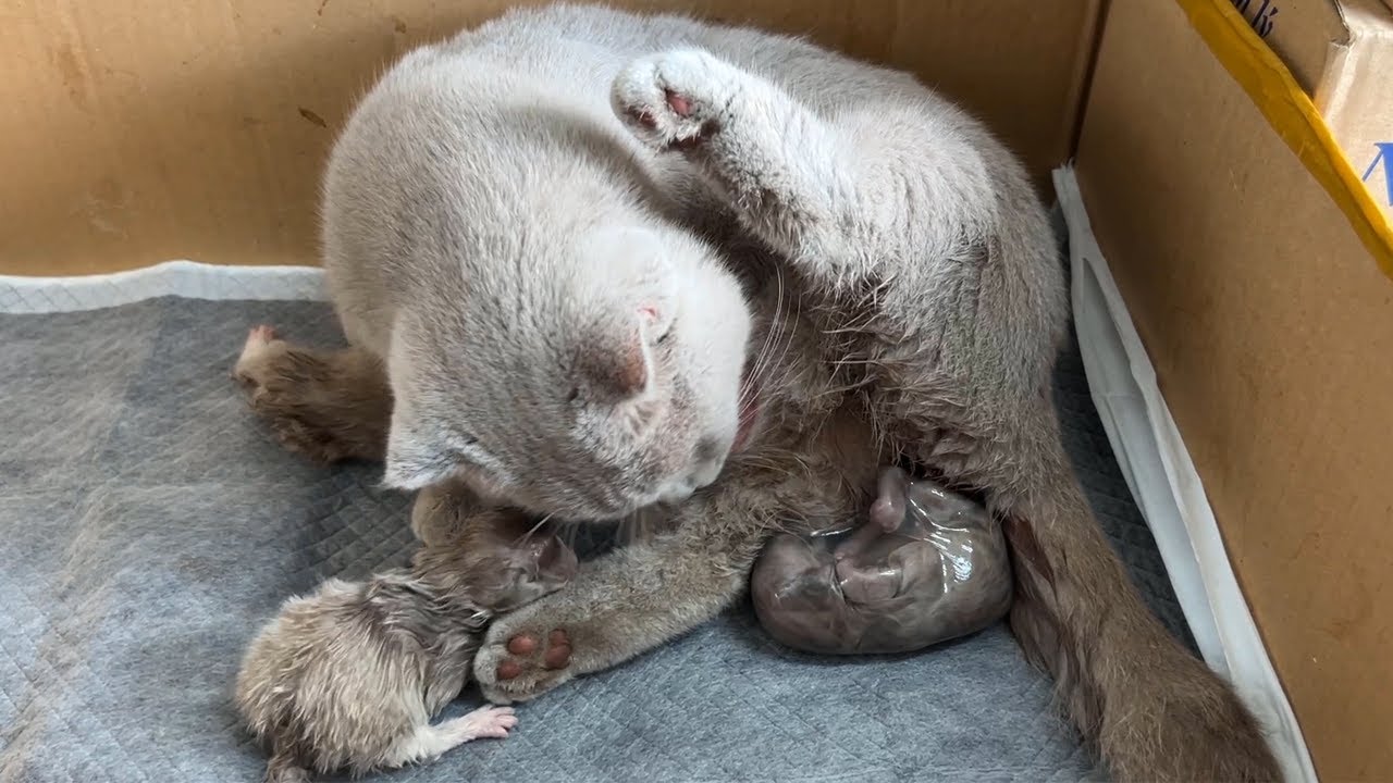 Cat Giving Birth: Cat givings birth to 3 kittens of the same color - The End.