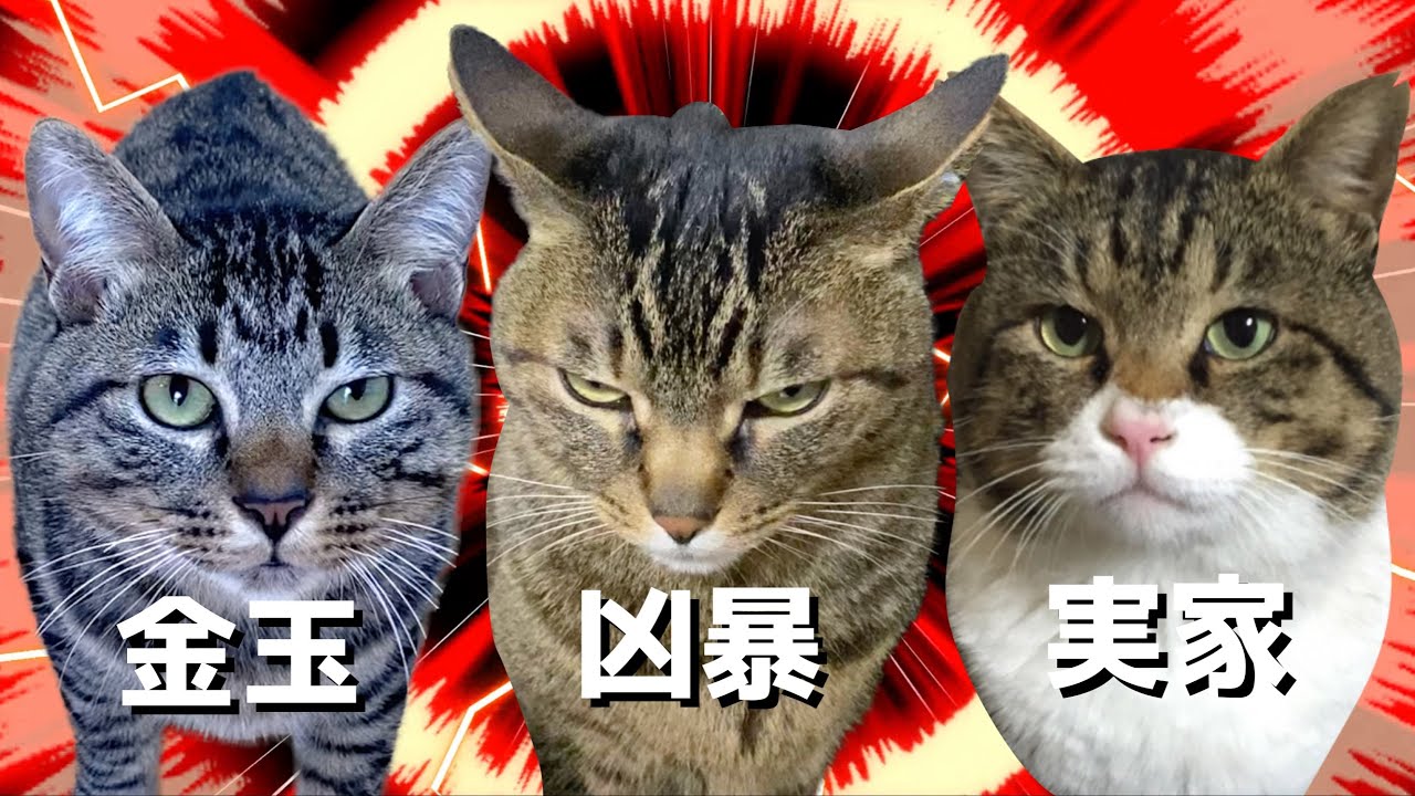【金玉猫と凶暴猫と実家猫のうた】