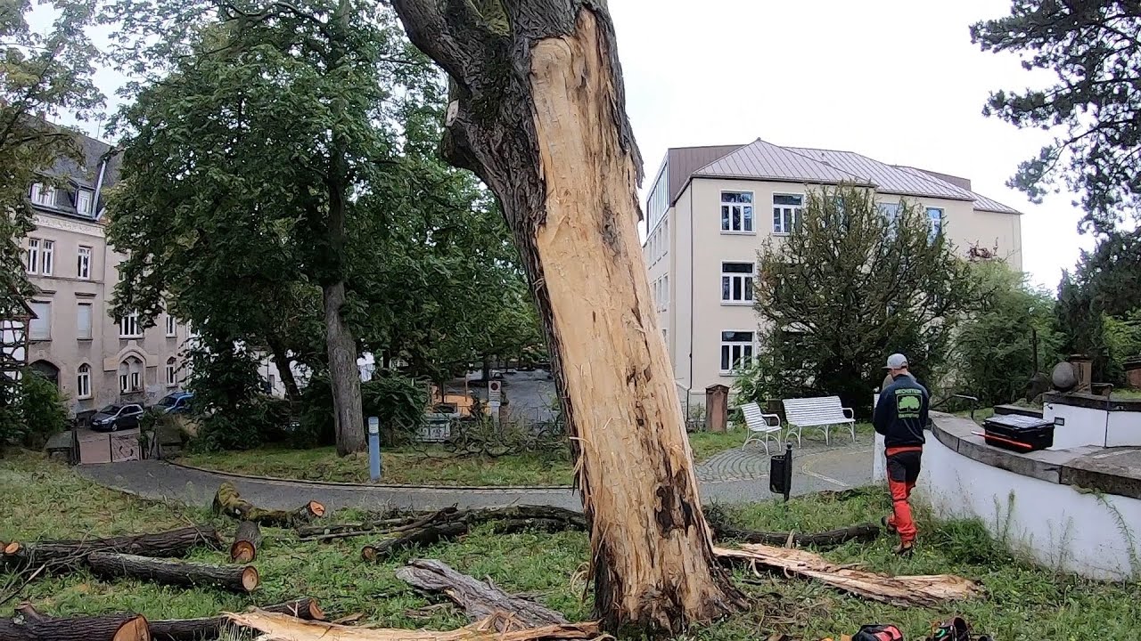 Ekelhafter Spitzahorn - Fällung in SKT
