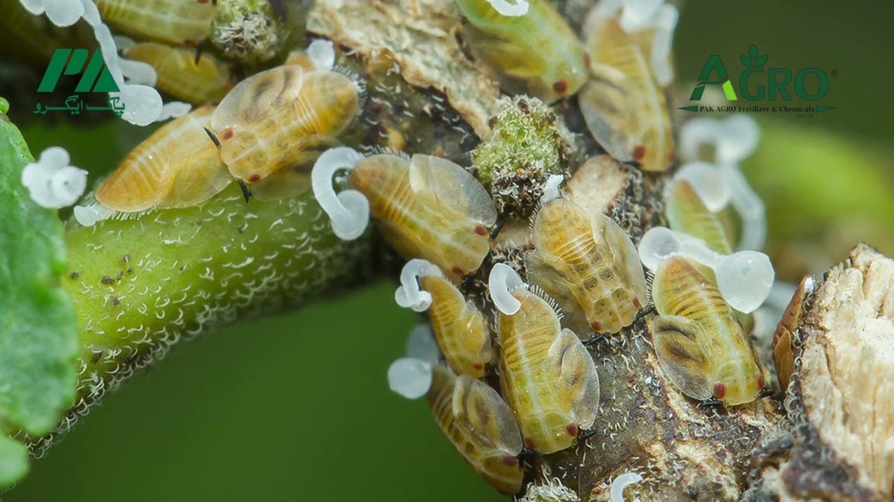 Citrus Psylla